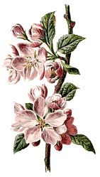 Wild Flower